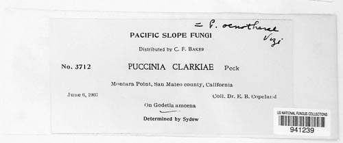Puccinia clarkiae image